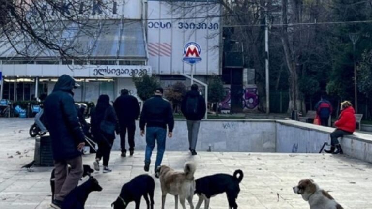 Tiflis: Donde los Perros Callejeros son Parte de la Comunidad