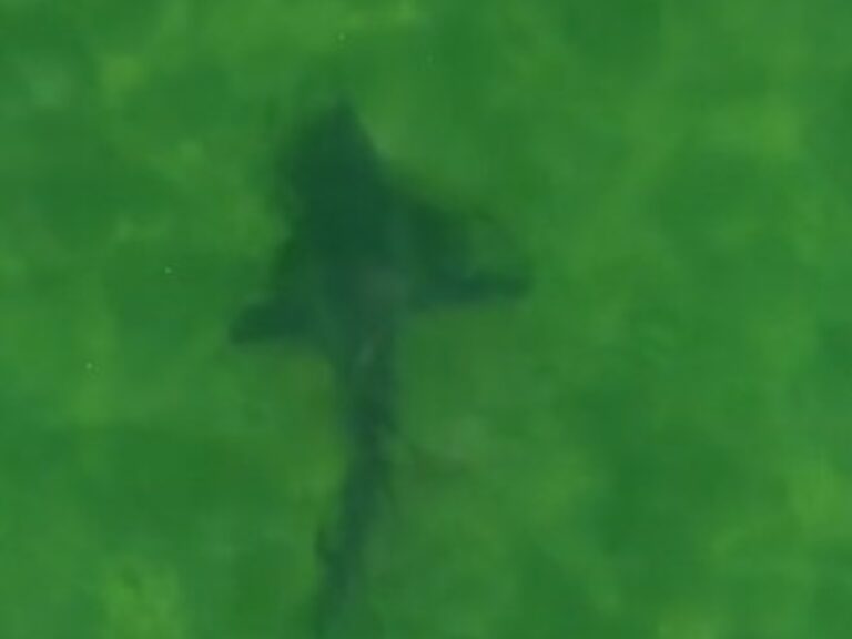Más de 100 tiburones bacota filmedo en la Bahía de San Antonio