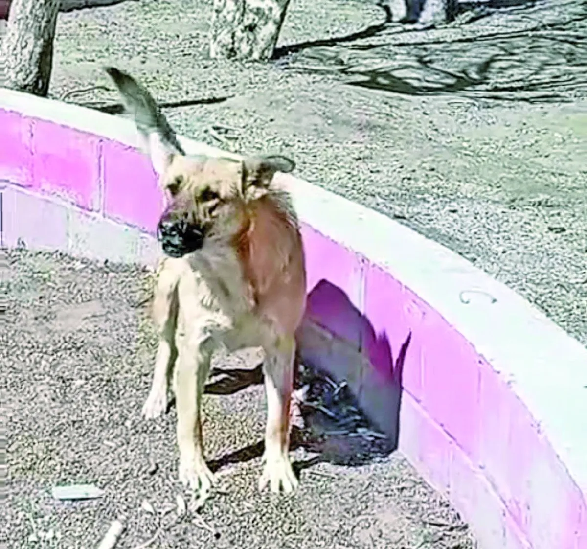 Niña herida por ataque de perro