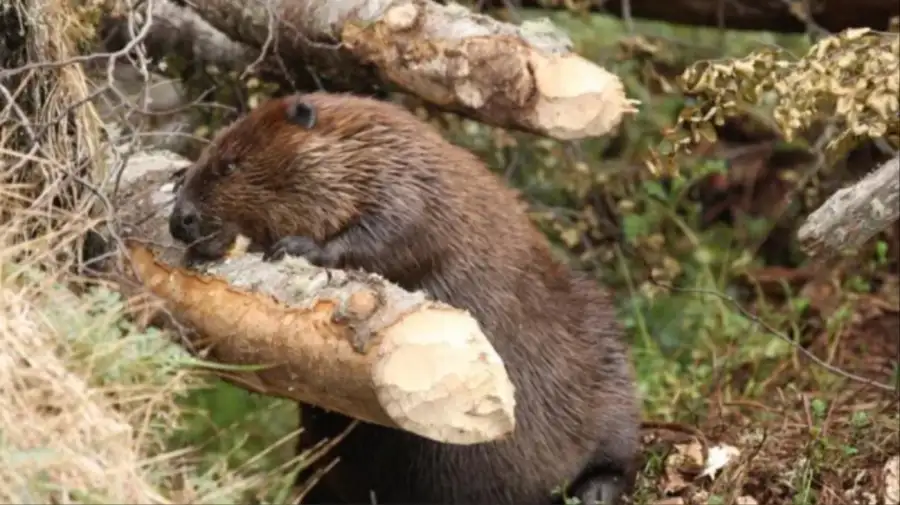 Castores: los ingenieros naturales