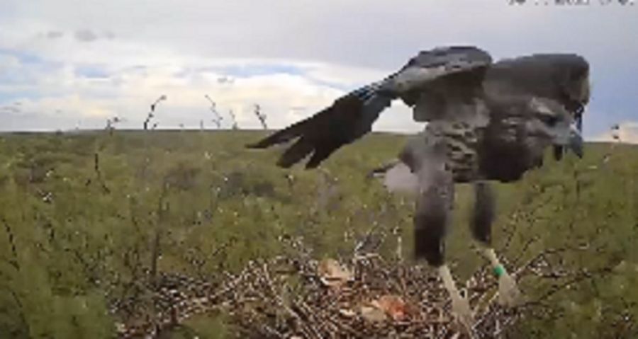Águila Coronada en su hábitat