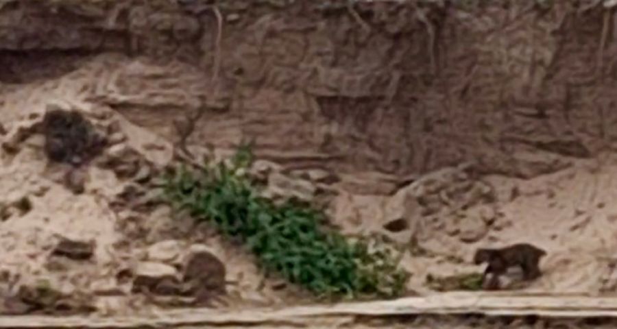 Yaguareté en El Impenetrable