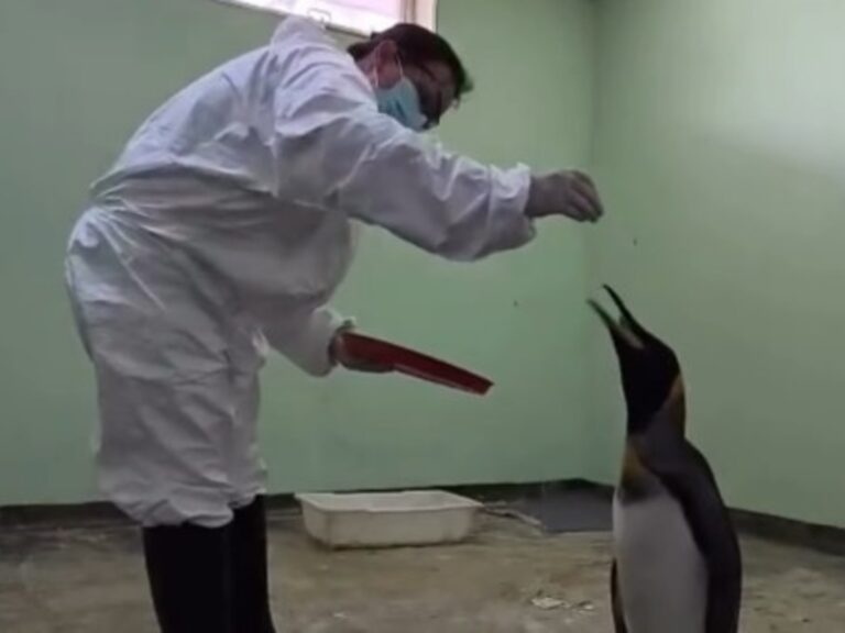 ¡Increíble hallazgo! Un pingüino subantártico llegó a la orilla del río de La Plata en Vicente López