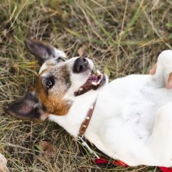 Adaptación de Perros