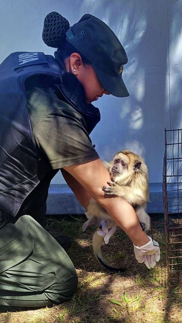 El animal fue trasladado al Ecoparque de la Ciudad de Buenos Aires