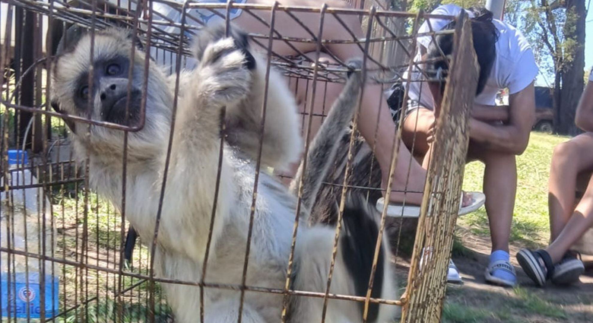 Así fue encontrado el mono carayá