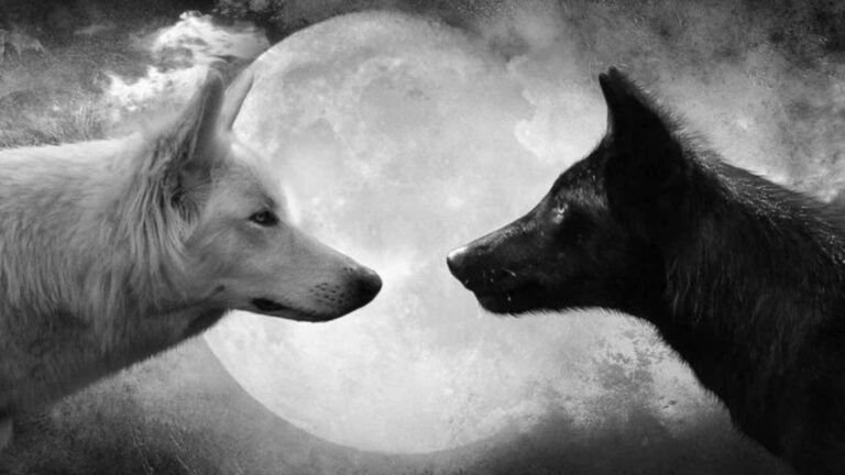 ¿A qué lobo alimentas?