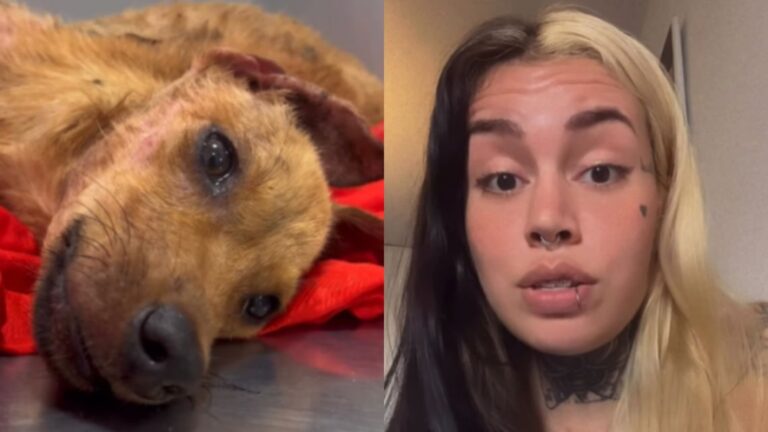 Indignación en Chaco: Cachorra agoniza durante horas mientras sus dueños toman mate