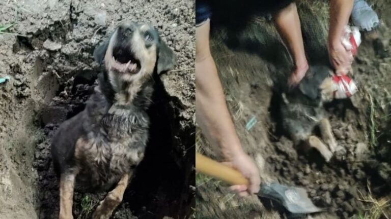 Aumentan las sanciones por crueldad animal: hasta $17 millones y cárcel