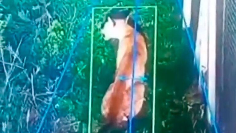 Puma en el Country de Hudson: Vecinos en Alerta