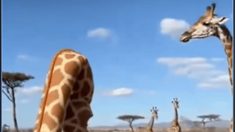 Un hombre disfrazado de jirafa interactúa con jirafas reales: el fenómeno Therian