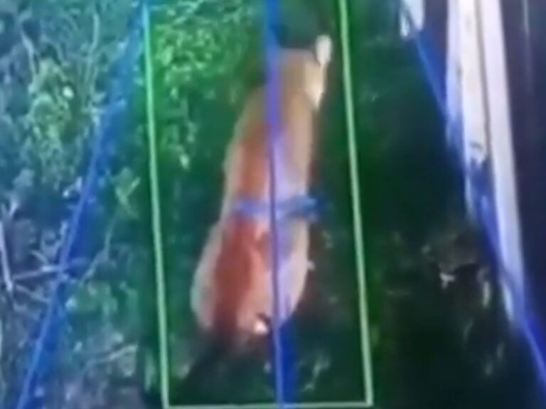 Alerta en Hudson: Un puma suelto aterroriza a residentes de un barrio privado
