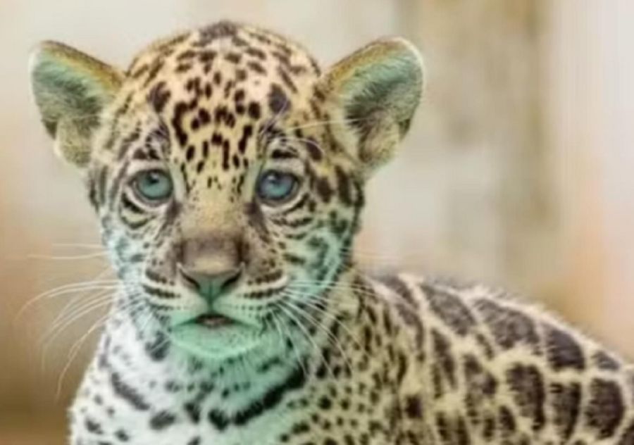 Yaguareté en Bioparque