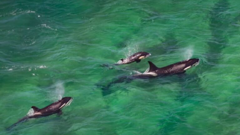 ¡Arrancó la temporada 2026 de orcas en Península Valdés!