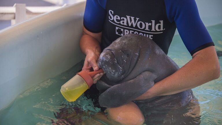 Rescate y Cuidado de Especies Marinas en Sea World