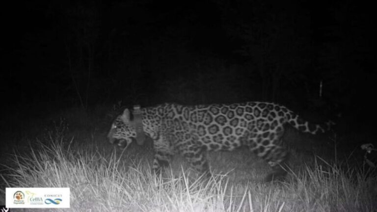 Ecología confirma la muerte de la yaguareté ‘Elecha’ en Misiones