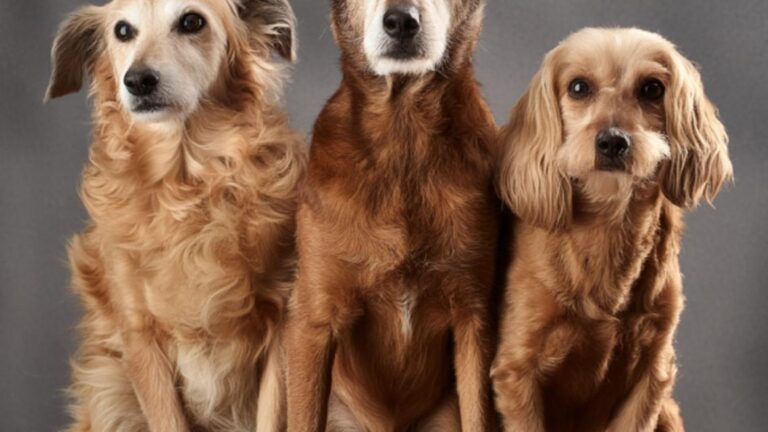 Consejos para viajar en auto con mascotas: ¡disfruta del Día del Animal sin riesgos ni multas!