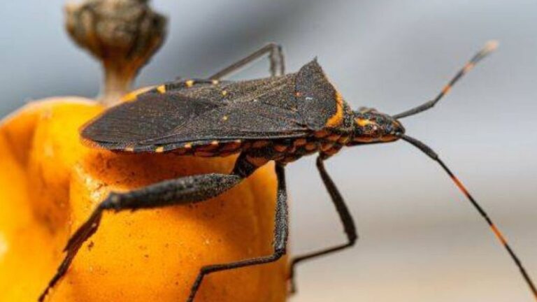 Chagas: 1,3 millones de argentinos afectados, síntomas y claves sobre la enfermedad