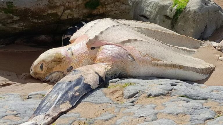 Triste hallazgo: Tortuga laúd muerta en playa de Cantabria