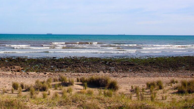 Invasión en Necochea: Detectan Ostras del Pacífico