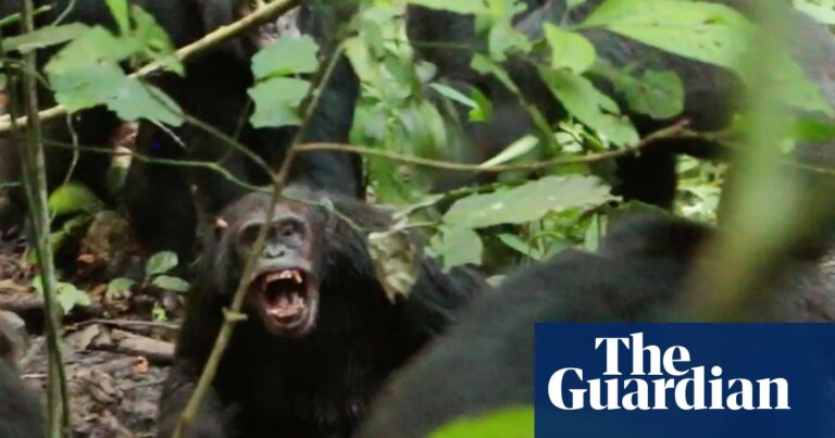 Chimpancés salvajes en guerra civil: ataques coordinados entre dos grupos