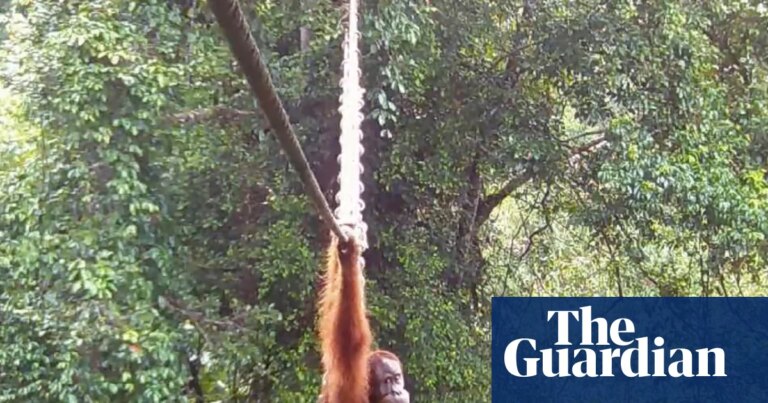 ¡Emoción salvaje! Orangután de Sumatra cruza un puente de copas por primera vez