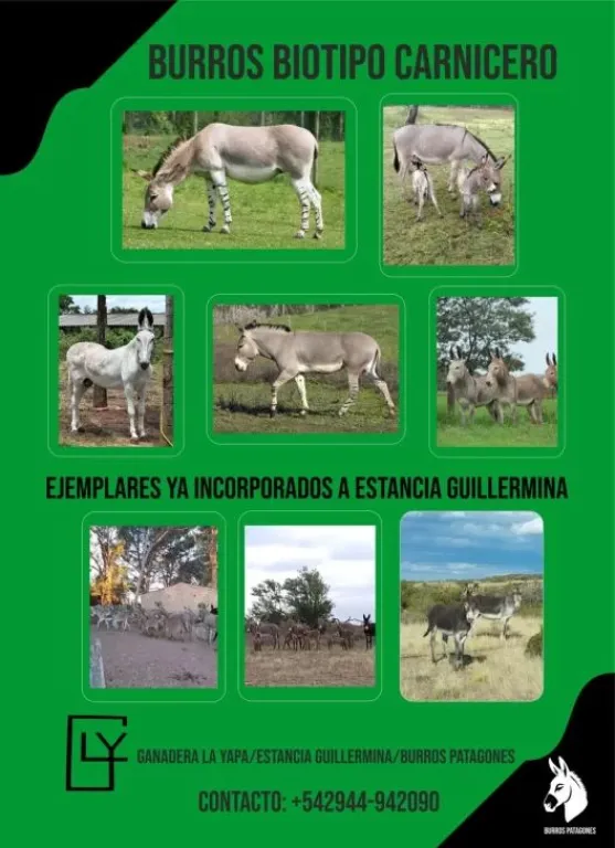 Burros Patagones