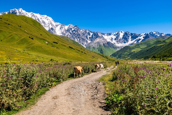 Arreando vacas en las montañas de Ushguli. Foto Shutterstock