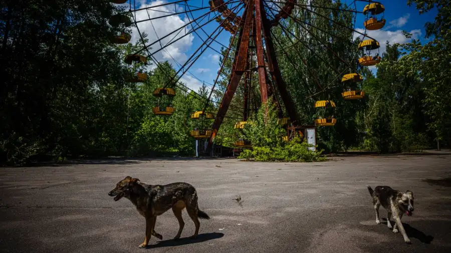 Perros salvajes de Chernobyl 23042026