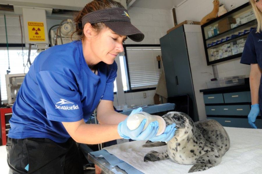 Cuidado a animales geriátricos