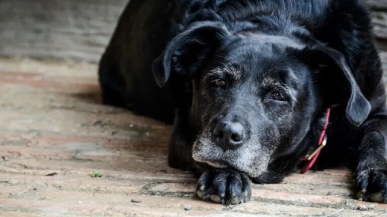 Cuida el bienestar de tu perro mayor: estrategias para frenar el desgaste físico según su tamaño