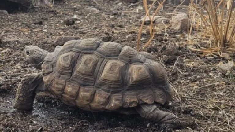 Argentina inaugura su primer refugio exclusivo para tortugas terrestres