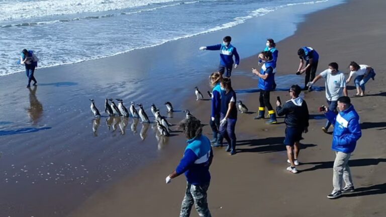 ¡Regreso triunfal! 15 pingüinos liberados tras meses de rehabilitación en la costa bonaerense