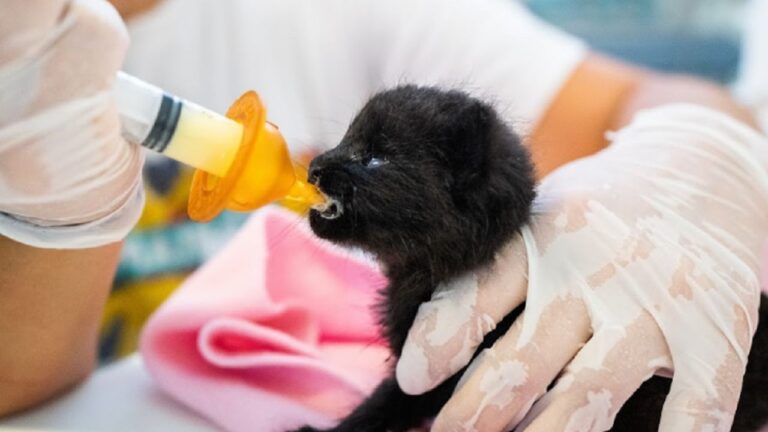 Día del Animal: El Reto de Salvar a las Crías Huérfanas