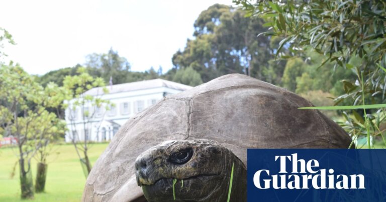 Tortuga más antigua del mundo víctima de estafa criptográfica viral en Santa Elena
