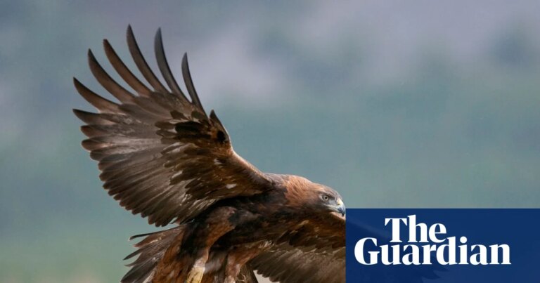 Las Águilas Reales Podrían Regresar a Inglaterra Tras Más de 150 Años