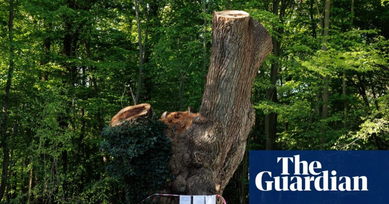 Identifican al contratista que podó un antiguo roble en parque de Londres