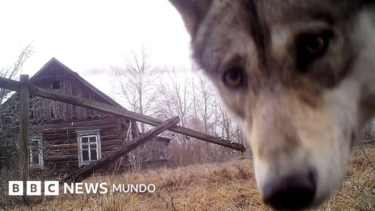 Chernóbil y la frontera entre Corea: Refugios inesperados para la vida silvestre