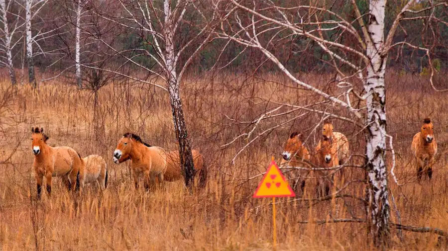 Caballos Salvajes en Chernobyl