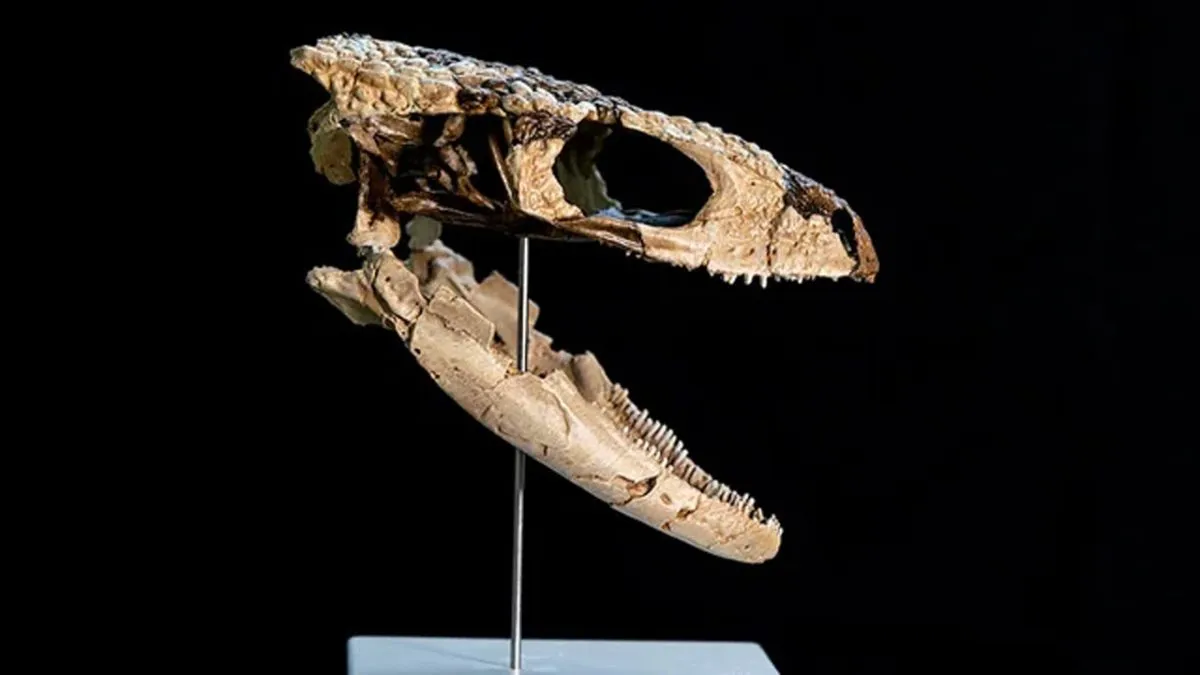 Restos del Paleoteius lakui