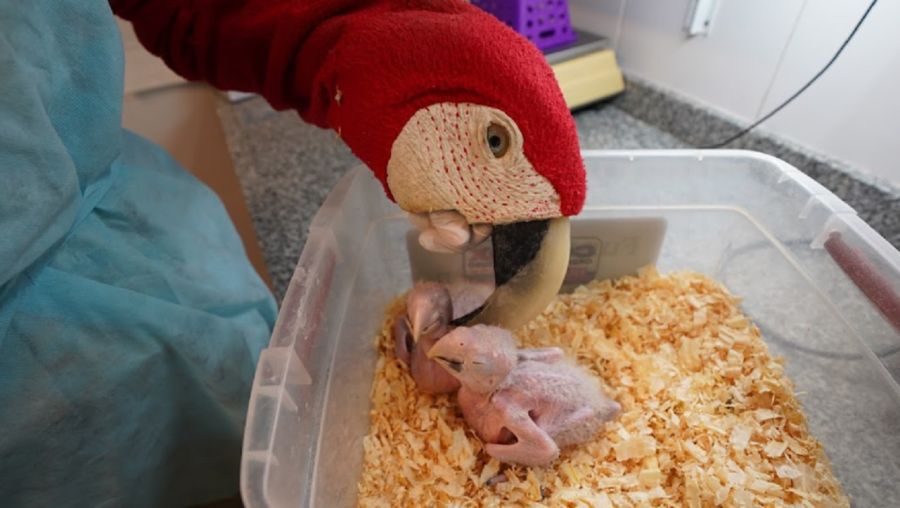 Crianza de animales