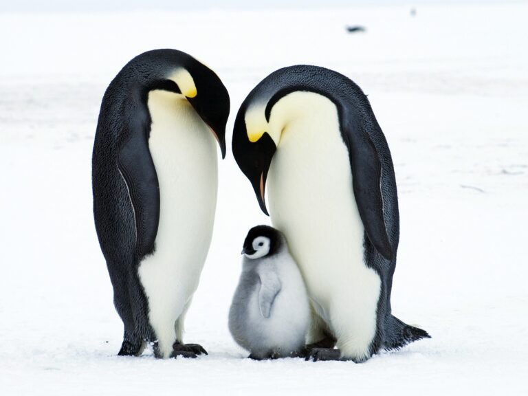 Informe revela que el pingüino emperador y el lobo fino antártico enfrentan peligro por el cambio climático