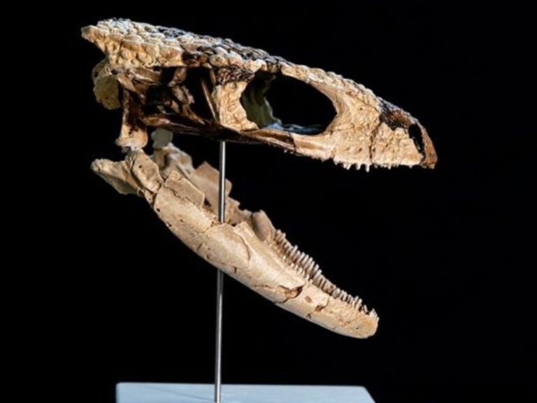 Descubren en la Patagonia un ‘abuelo lagarto’ que desafía la historia de los dinosaurios