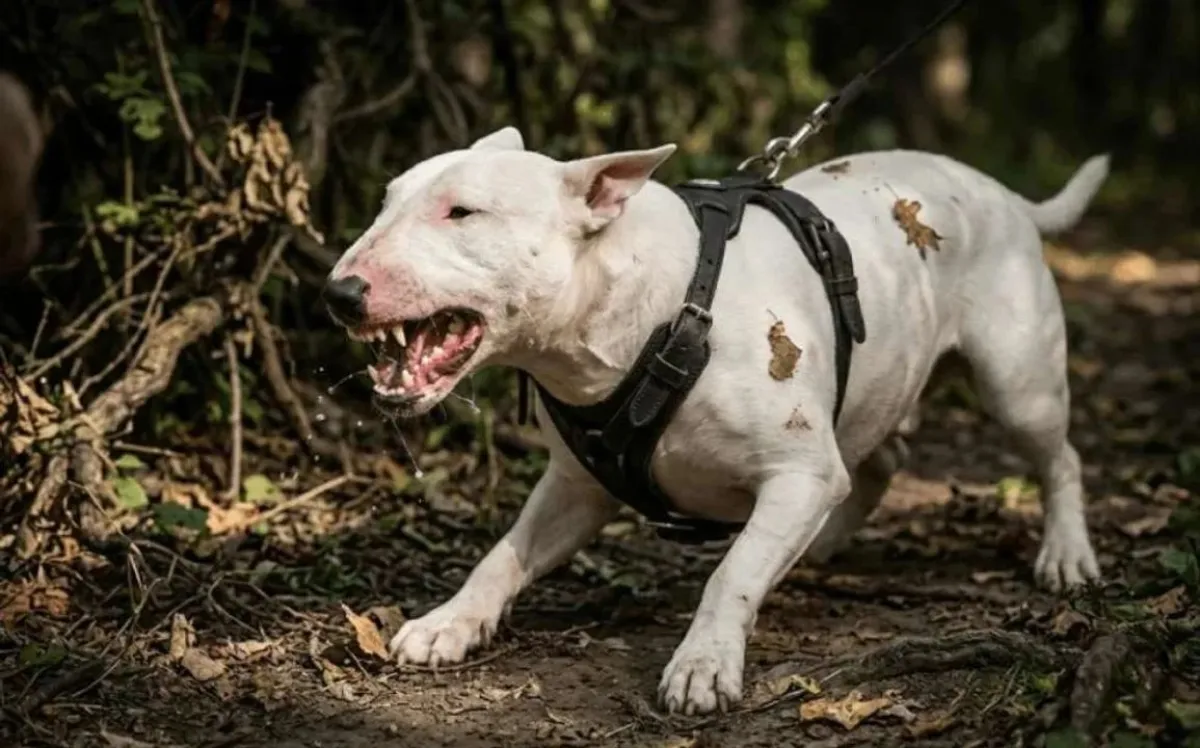 Hombre fallecido tras ataque de perros