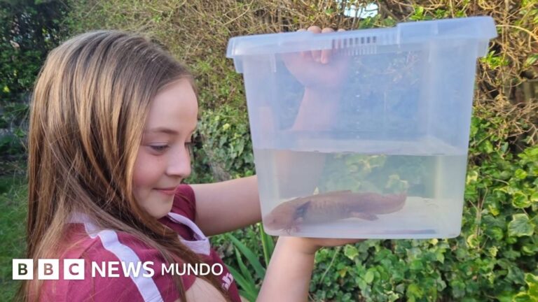 Niña descubre sorprendente ajolote mexicano bajo un puente en el Reino Unido