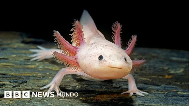 ¿Por qué los mamíferos no regeneramos extremidades como otros animales? La sorprendente verdad detrás de esta limitación