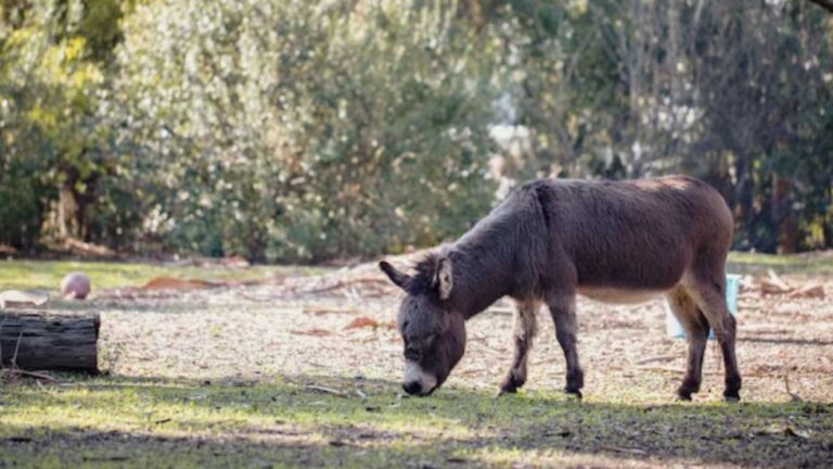 Carne de burro a $7.500 el kilo: ¿una alternativa al asado?
