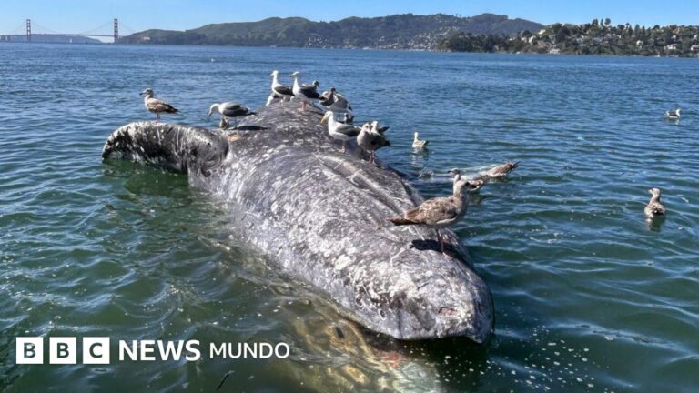 ¿Qué está causando la muerte de ballenas grises en la bahía de San Francisco?