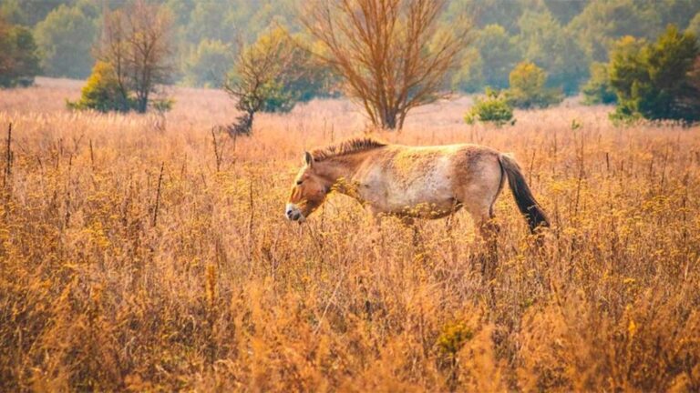 Chernobyl: 40 años después, el sorprendente refugio del caballo de Przewalski en la zona radiactiva