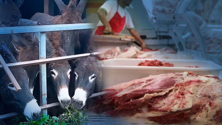 El Gobierno desmiente venta de carne de burro en Argentina: ‘Es una operación mediática’